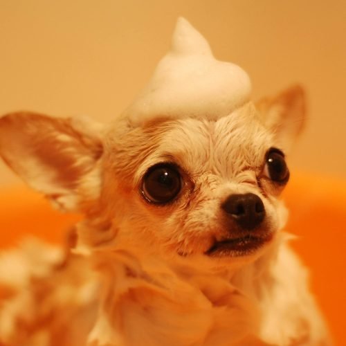HIGIENEPERRO